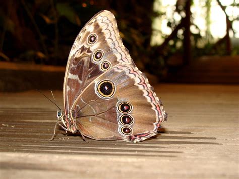 Motyl - ZooChat
