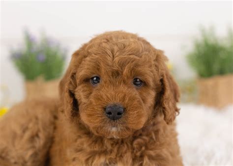 Medium Goldendoodles — Family Bred Puppies
