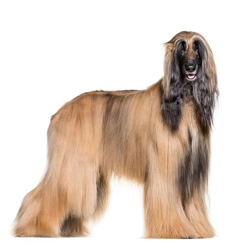 Afghan Hound Breed Information & Insights | Basepaws