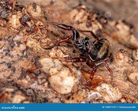 Brazilian jumping spider stock image. Image of outdoor - 196077227