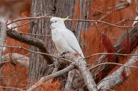 Cockatoo Bird Wild - Free photo on Pixabay