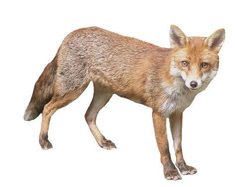 Red Fox PNG Transparent Images Free Download - Pngfre