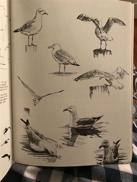 Birds Board Book 8