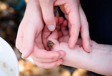 Spring Learning Theme: Vernal Pools - Gulf of Maine Research Institute