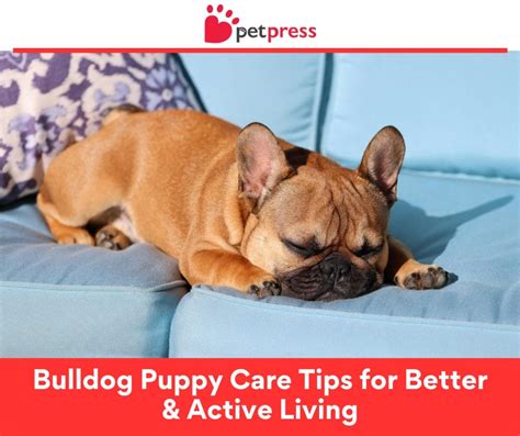 Bulldog Puppy Care Tips for Better & Active Living - PetPress