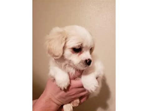 Fluffy 9 weeks old Shih tzu puppies in Portland - Puppies for Sale Near Me