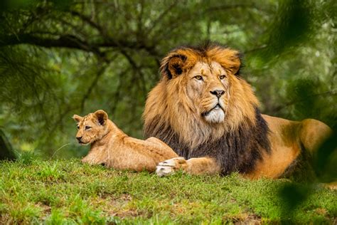 20 de curiozități despre animale de descoperit cu cei mici - Andreea Marc