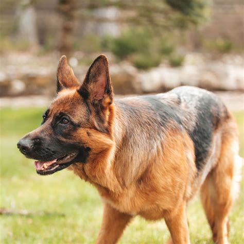 Guard Dog - Fetch and More
