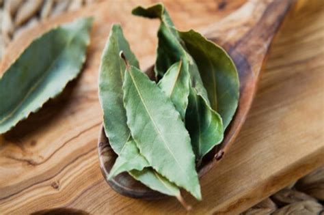 El laurel no sólo es para cocinar: tiene propiedades medicinales que te ...
