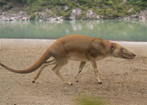 This is what the earliest known ancestor of the Whale looked like. Yes ...