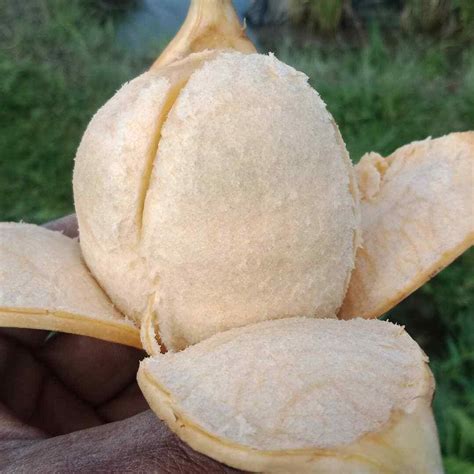 Kepel Keppel Seeds (Stelechocarpus burahol) Burahol fruit - Limited ...