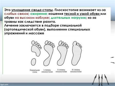 Строение кости - презентация онлайн