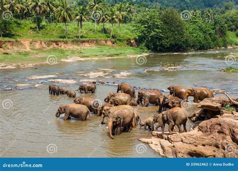 Elephants of Pinnawala Elephant Orphanage Bathing Stock Photo - Image ...