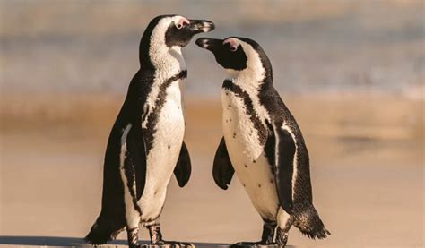 wildlife  planet  home   incredible creatures