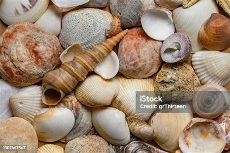 kerang laut  berbagai bentuk  jenis latar foto stok