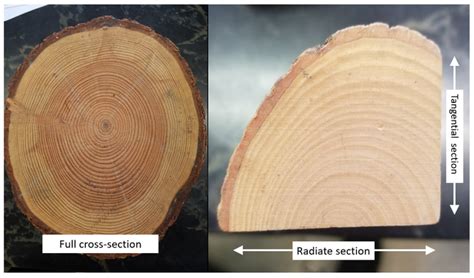 osu plant structure bot winter  blog