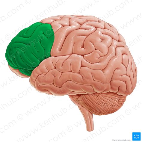 lateral region  prefrontal cortex  kenhub image license store
