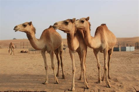 Flora and Fauna of the UAE: a Difficult Life in the Desert