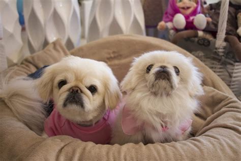 10 Things You Didn't Know About the Peke-a-Tese