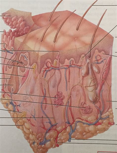 Skin Diagram 2 Diagram | Quizlet