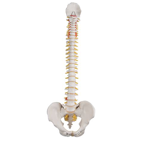 Anatomical Model Flexible Spinal Column with Pelvis