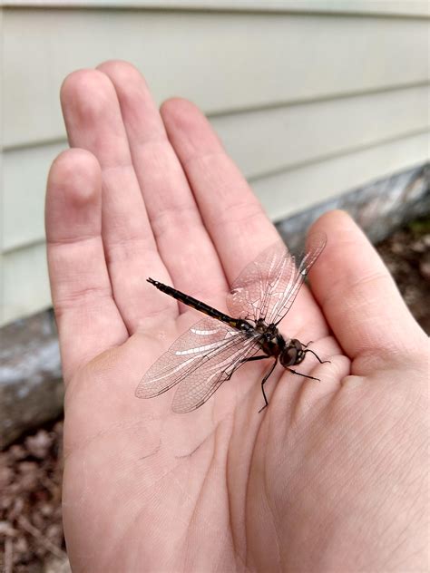 A tiny friend! : r/Entomology