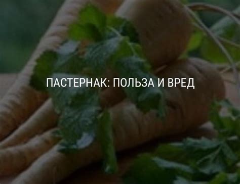 Пастернак – польза, вред, пищевая ценность, состав, использование в ...