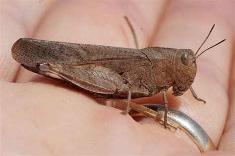 The Orthoptera of Martha's Vineyard.