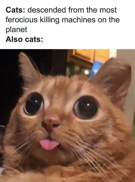 cat meme bilder wallpaperscom