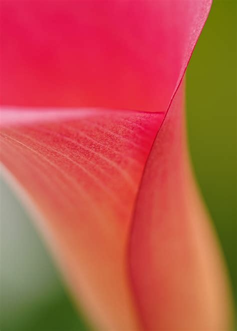Calla (Plant) verzorgen - Verzorgingstips van de kweker - Decorum
