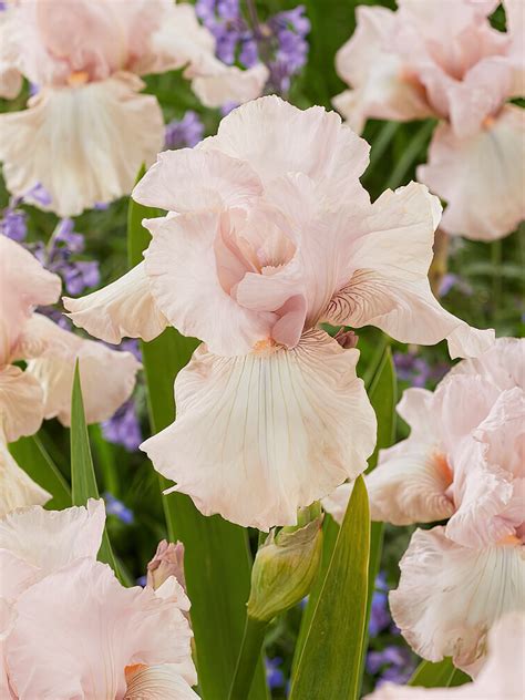 Bearded Iris Cherished | DutchGrown™