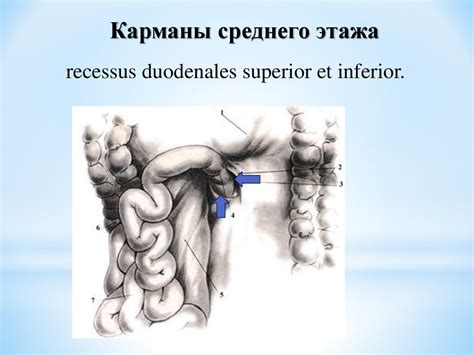 Топография брюшины - презентация онлайн