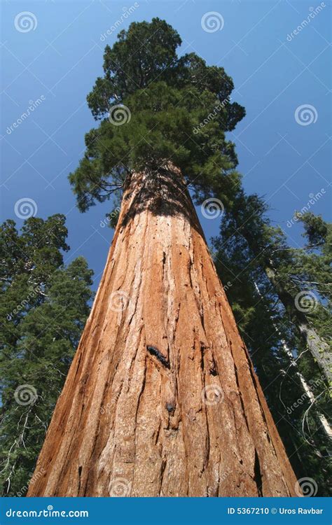 Sequoia Sempervirens Royalty-Free Stock Photography | CartoonDealer.com ...
