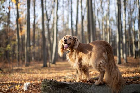 14 Golden Retriever Mixes That Might Be Even Cuter Than the Original