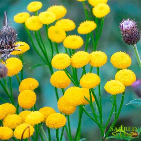 Пижма обыкновенная, Tanacetum vulgare (100 семян)