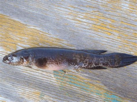unknown micro fish? | www.roughfish.com