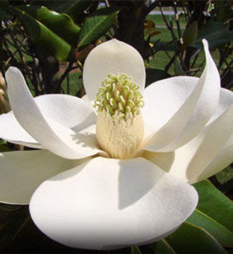 southern magnolia trees  sale  arbor days  tree nursery