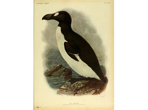 When the Last of the Great Auks Died, It Was by the Crush of a ...