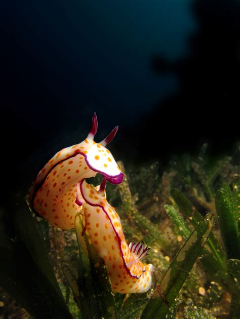 Scuba Diving in Eilat • Scuba Diver Life