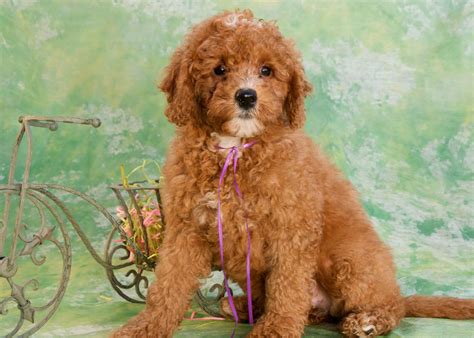 Mini Red Australian Labradoodle - dopi