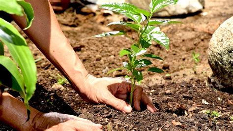 deforestation solutions strategies  combat forest loss