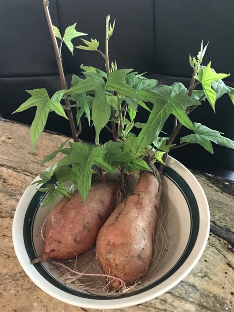 Growing Sweet Potatoes - Year Round! • South Florida Gardening
