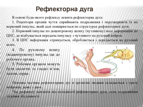 Нервова регуляція - презентація з біології
