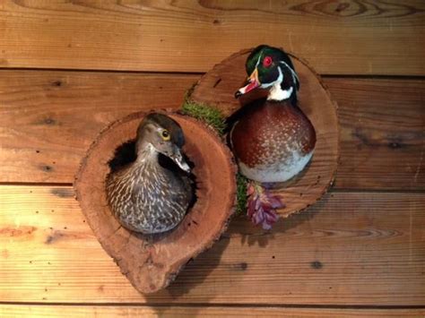 how much does it cost to mount a wood duck