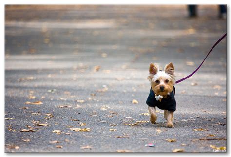 Who’s walking who? – Dogs as catalysts for human physical activity in ...