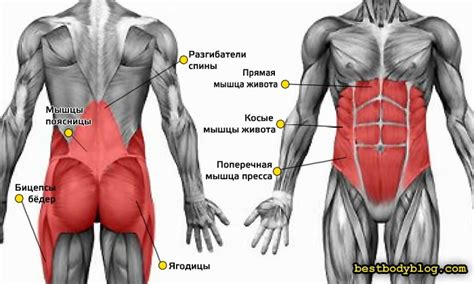 Тренировка кора. 10 упражнений со своим весом | bestbodyblog.com