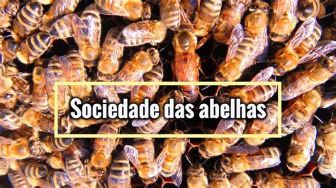 Qual O Coletivo De Abelhas - 10