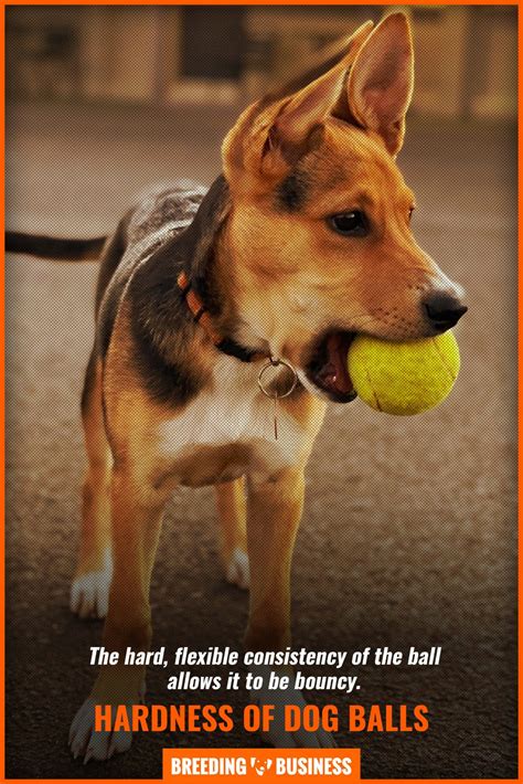 Why Are My Dog's Balls So Dry at Cindy Larson blog