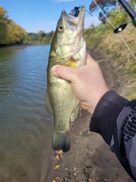 110 best Eastern Iowa images on Pholder | Whatsthisbug, Iowa and Spiders