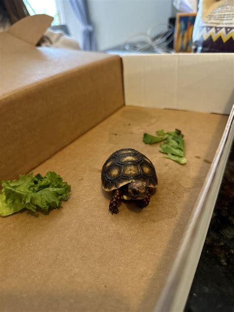 Red footed tortoise + humidity : r/tortoise